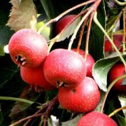 【山楂糕湯的做法】山楂糕湯的功效與作用_山楂糕湯的食用注意事項(xiàng)