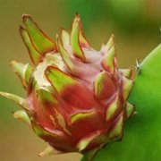 【火龍果樹】火龍果樹長(zhǎng)什么樣