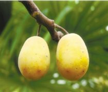 【南酸棗】南酸棗有什么功效