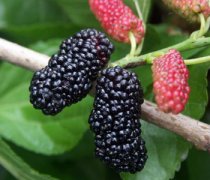 【黑桑葚的功效】黑桑葚的食用方法_黑桑葚的食用禁忌