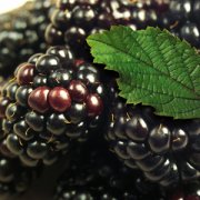 【桑葚子的副作用】桑葚子的營養(yǎng)價(jià)值_桑葚子的食用方法