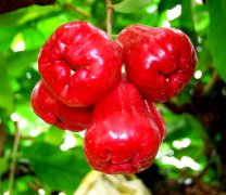 【蓮霧怎么吃】蓮霧的營養(yǎng)價值_