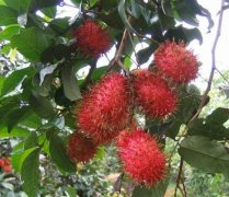 【紅毛丹的營(yíng)養(yǎng)價(jià)值】紅毛丹的功效與作用_紅毛丹孕婦能吃嗎