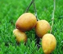 【孕婦可以吃黃皮嗎】孕婦吃黃皮好嗎，孕婦吃黃皮的注意事項