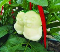 【人參果的產(chǎn)地】人參果什么時候成熟_人參果多少錢一斤