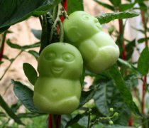 【人參果多少錢一斤】人參果的功效與作用_人參果怎么吃