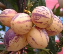 【人參果多少年成熟一次】人參果一般什么時候成熟_成熟的人參果是什