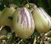 【人參果的營養(yǎng)價值】人參果怎么吃_孕婦能吃人參果嗎