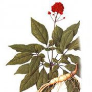 【人參果總皂苷的功效】人參果總皂苷的營養(yǎng)價值_人參果總皂苷怎么吃