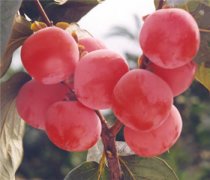 【柿子吃多了怎么辦】柿子不能與什么水果同吃_柿子怎么催熟