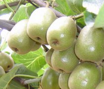 【獼猴桃怎么吃減肥】獼猴桃怎么切_獼猴桃可以美容嗎