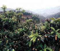 【枇杷的功效與作用】吃枇杷有什么好處_枇杷的營(yíng)養(yǎng)價(jià)值