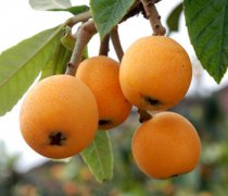 【枇杷的營養(yǎng)價(jià)值】枇杷的吃法_枇杷怎么剝皮