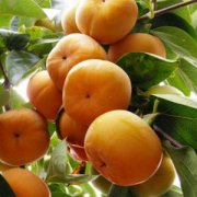 【柿子的熱量】柿子怎么催熟_柿子怎么保存_柿子的功效與作用