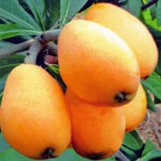 【枇杷怎么吃】吃枇杷有什么好處_枇杷的功效與作用