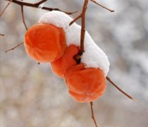 【凍柿子的吃法】?jī)鍪磷拥臓I(yíng)養(yǎng)_凍柿子不能和什么一起吃