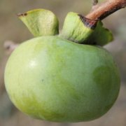 【柿子怎么吃不澀】柿子怎么保存_柿子怎么做柿餅