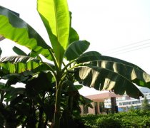 【芭蕉和香蕉的區(qū)別】芭蕉和香蕉的營養(yǎng)區(qū)別_芭蕉和香蕉怎么區(qū)別