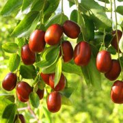 【酸棗樹】酸棗樹有什么可用價值