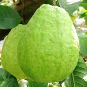 【番石榴的副作用】番石榴吃多會(huì)便秘嗎_番石榴吃多會(huì)上火嗎