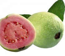 【番石榴的熱量】番石榴的營養(yǎng)價(jià)值_番石榴的功效與作用