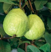 【番石榴上火嗎】番石榴的功效與作用_番石榴怎么吃