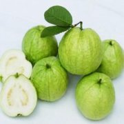 【番石榴汁的功效與作用】番石榴汁的營養(yǎng)價(jià)值_番石榴汁的做法