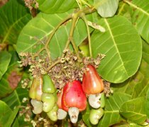 【腰果的做法】腰果的營(yíng)養(yǎng)價(jià)值_腰果吃多好嗎