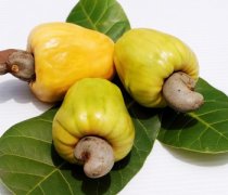 【腰果產(chǎn)地】腰果的作用_腰果的吃法