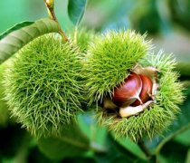 【板栗的產(chǎn)地】板栗的營(yíng)養(yǎng)價(jià)值_板栗的價(jià)格