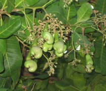 【腰果樹】腰果樹長(zhǎng)在哪_腰果樹長(zhǎng)什么樣