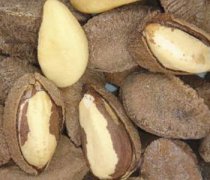 【鮑魚果的營養(yǎng)價(jià)值】鮑魚果的功效與作用_鮑魚果怎樣吃