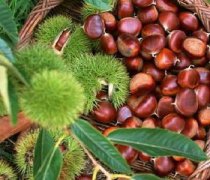 【板栗怎么煮】板栗的營(yíng)養(yǎng)價(jià)值_板栗的食用禁忌