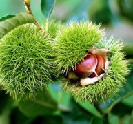 【板栗怎么保存】新鮮板栗怎么保存_煮熟的板栗怎么保存