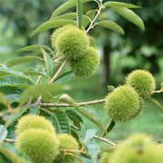 【孕婦能吃板栗嗎】孕婦可以吃板栗嗎