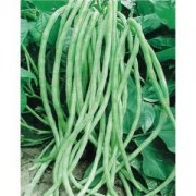 【長(zhǎng)豇豆的做法大全】長(zhǎng)豇豆的選購(gòu)_長(zhǎng)豇豆煮食注意事項(xiàng)