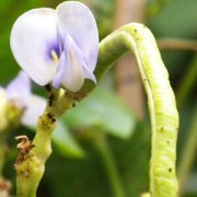 【豇豆炒肉片】豇豆炒肉片的營(yíng)養(yǎng)價(jià)值_豇豆炒肉片怎么做好吃