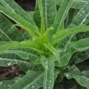 【炒萵筍的做法】炒萵筍的營養(yǎng)價值_炒萵筍的適宜人群_萵筍應(yīng)該怎么挑