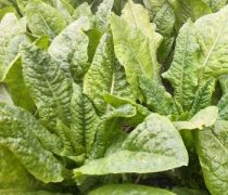 【腌萵筍的做法】腌萵筍怎么做好吃_腌萵筍的營養(yǎng)價值_孕婦能吃腌萵筍