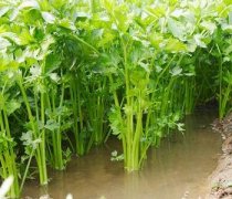 【芹菜的熱量】芹菜的功效_芹菜的做法