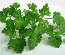 【芹菜葉子能吃嗎】芹菜葉子怎么做好吃_芹菜葉子能經(jīng)常吃嗎