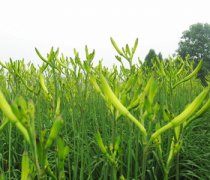 【黃花菜有毒嗎】新鮮黃花菜有毒嗎_干黃花菜有毒嗎