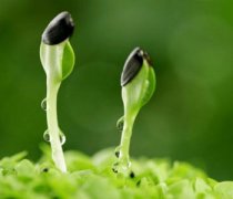 【綠豆芽的營(yíng)養(yǎng)價(jià)值】綠豆芽的功效與作用