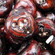 【荸薺粉】什么是荸薺粉_荸薺粉怎么做