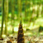 【竹筍怎么做好吃】竹筍的做法大全_竹筍的家常做法