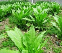 【炒萵筍絲】炒萵筍絲的做法_炒萵筍絲的營養(yǎng)價值