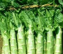 【炒萵筍尖】炒萵筍尖的做法_炒萵筍尖的營養(yǎng)價值