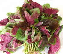 【莧菜的做法】莧菜不能和什么一起吃