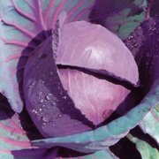 【紫甘藍的營養(yǎng)價值】紫甘藍的功效與作用