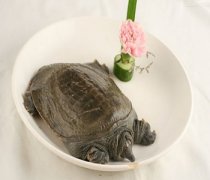 【甲魚的營養(yǎng)價(jià)值】甲魚的功效與作用